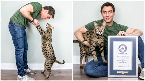 World’s tallest living domestic cat confirmed as Fenrir the Savannah ...