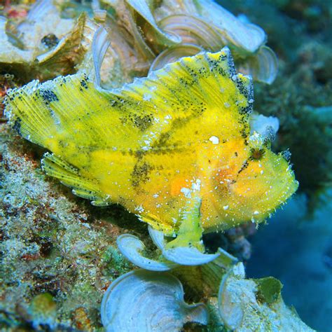 Sargassum fish - Critter Republic Dive Center