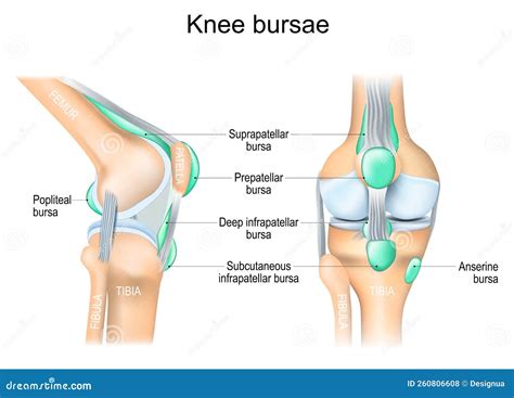 Knee Bursae. Frontal and Side View of Human Knee Joint Stock Vector - Illustration of bursae ...