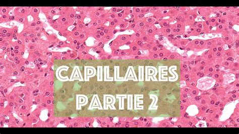 LE CAPILLAIRE SANGUIN Partie 2 HISTOLOGIE YouTube