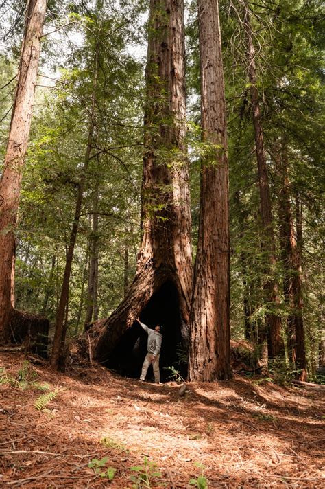 Sacred Earth Retreat Ser Hipcamp In Boulder Creek California