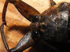 Giant Water Bug Lethocerus Americanus Bugguide Net