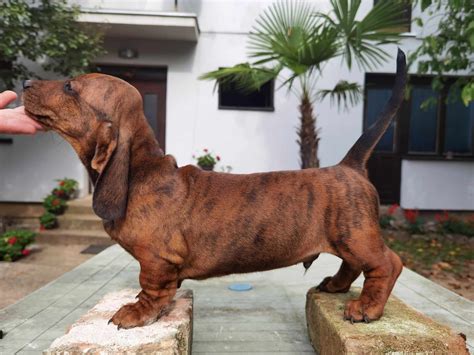 Dachshund standard puppies – Dogs Jelena Dog Shows