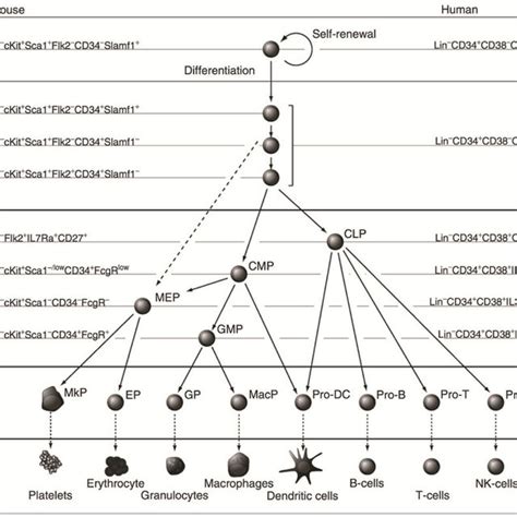 General organization of the hematopoietic lineage in mice and humans ...