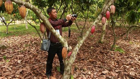 Cultivos De Cacao Caf Y Pi A Reemplazar N Hect Reas De Coca En Per