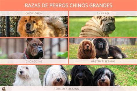 Razas De Perros Chinos Desc Brelas Todas