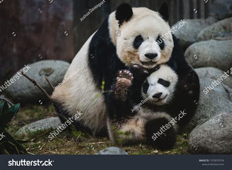 Panda Baby: Over 5,825 Royalty-Free Licensable Stock Photos | Shutterstock