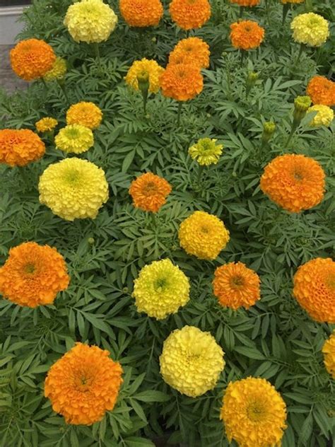 Marigold Inca Ii Orange — Denney Farms