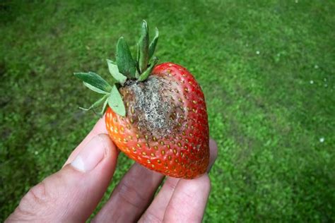 Management Of Fungal Diseases In Strawberry How To Control And Prevent