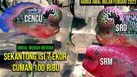 Cek Harga Ikan LOUHAN Terbaru Termurah Di Pasar Ikan Hias Parung Bogor