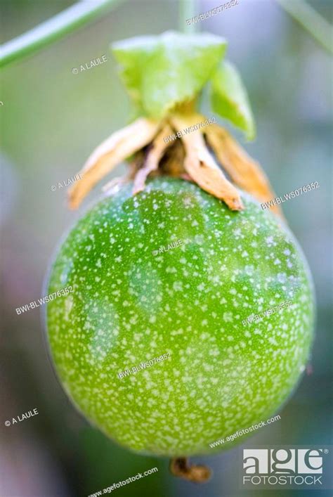 Passion Fruit Granadilla Passiflora Edulis Unripe Fruit South Africa