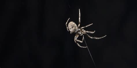 New Study Shows Spiders Use Webs To Hear Binghamton News