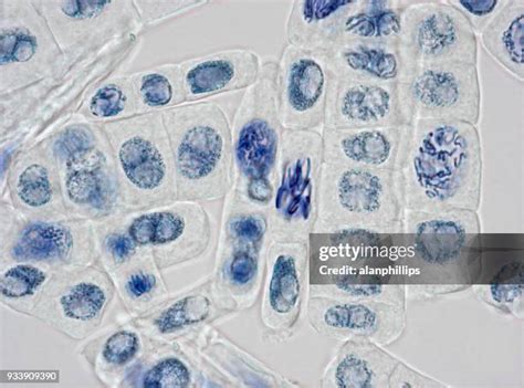 14792 Plant Cell Image Stock Photos High Res Pictures And Images