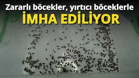 Zararlı böcekler yırtıcı böceklerle imha ediliyor