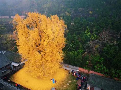 西安古观音禅寺的千年银杏树的前世今生 知乎