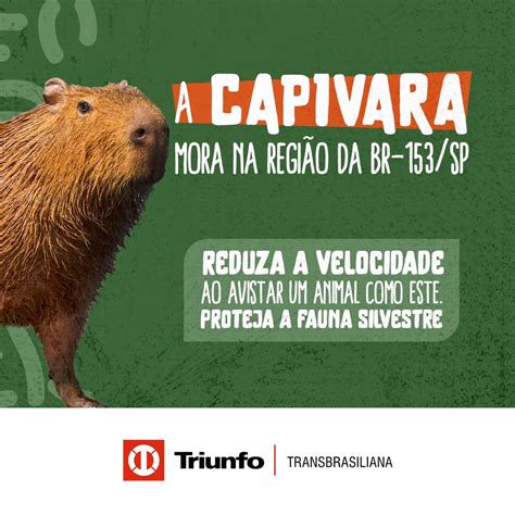 Triunfo Transbrasiliana Lança Campanha De Preservação Da Fauna