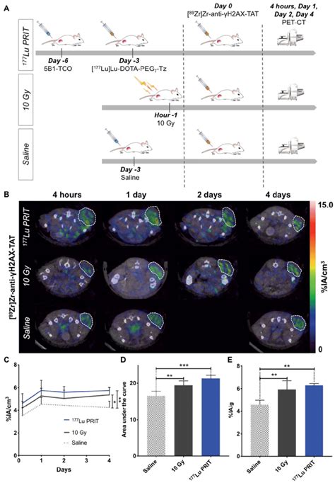 In Vivo Imaging Of Dna Damage With Zr Zr Dfo Anti H Ax Tat