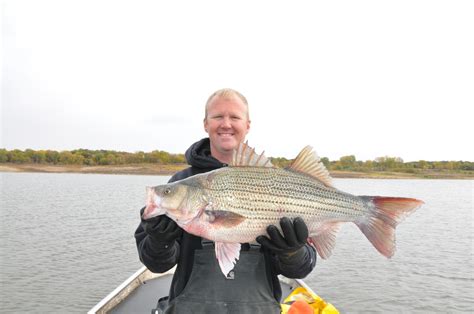 14lbs, 29 inch Wiper – North Central Division of the American Fisheries Society