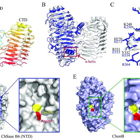 Tryptic Peptide Sequencing Of Fractionated Chsase B6 By Nano Esi Ms Ms Download Scientific