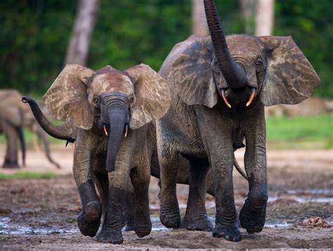 African Forest Elephant — Global Conservation