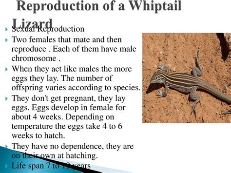 Ppt Reproductive Strategies Of Different Organisms Powerpoint