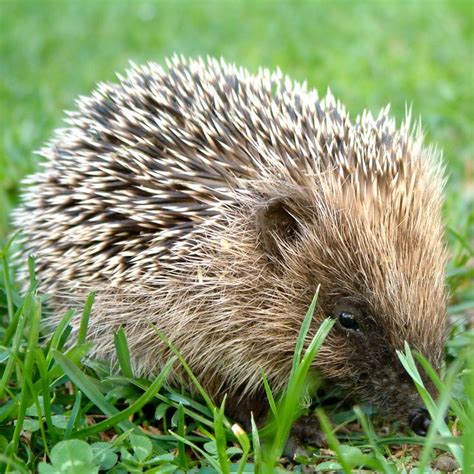 Hedgehog Identification, Habitat & Facts | Ark Wildlife | Hedgehog care ...