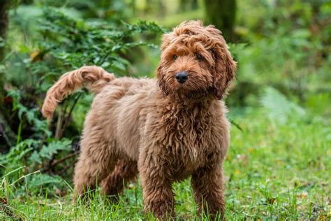 Cockapoo Colors: How Many Adorable Variations Are There?