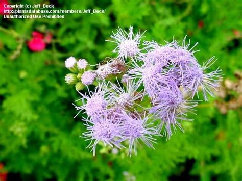 PlantFiles Pictures Conoclinium Species Blue Mistflower Hardy