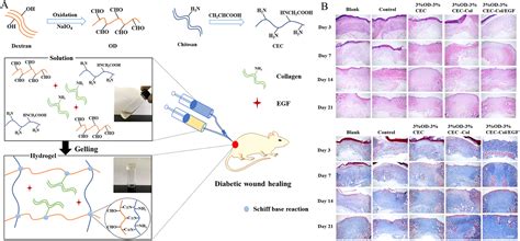 Multifunctional Hydrogels For Wound Healing