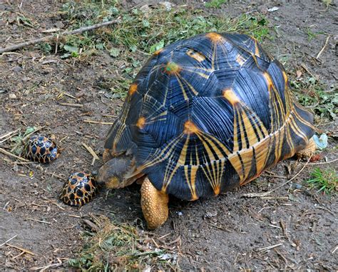 Radiated Tortoise | Captive Conservation