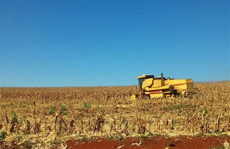 Aumento das populações de plantas daninhas no final do ciclo do milho