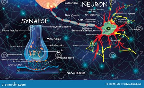 Anatomy Neyron And Synapse Signaling In The Brain Cells Neyron And