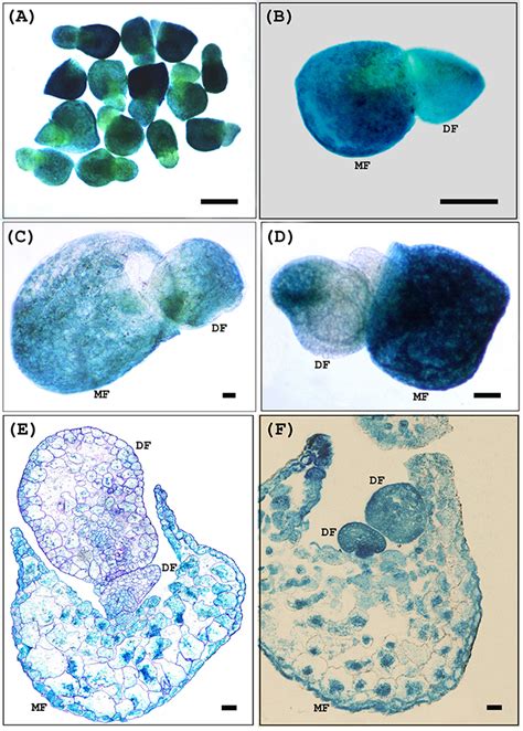 Frontiers Development Of Efficient Protocols For Stable And Transient