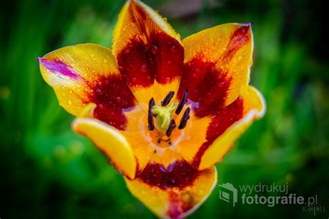 Wydrukuj Fotografie Tulipan W Kroplach Wody