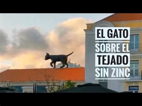 El GATO Sobre El TEJADO De No ZINC Agosto 2021 200 YouTube