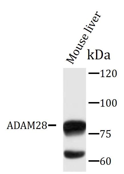 Anti Adam Antibody Arg Arigo Biolaboratories