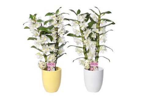 Dendrobium Nobile Classic Apollon Plant Wholesale Floraccess