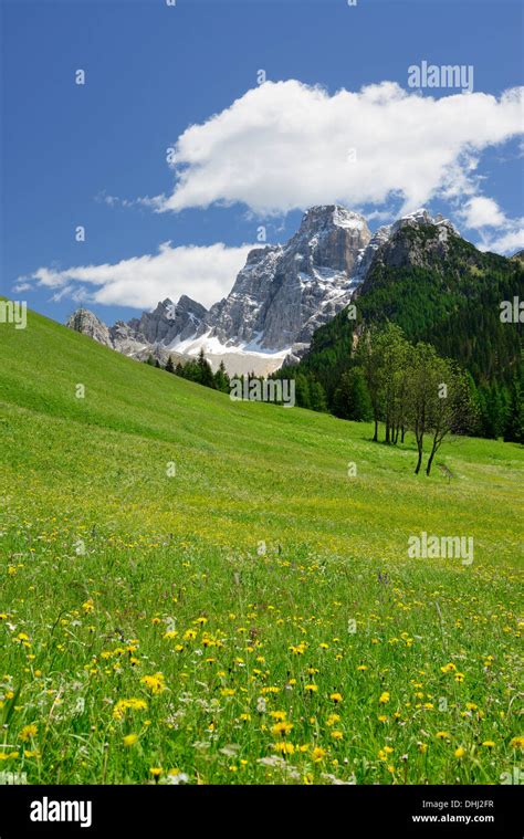 Flowering Meadow In Front Of Monte Pelmo Dolomites Unesco World