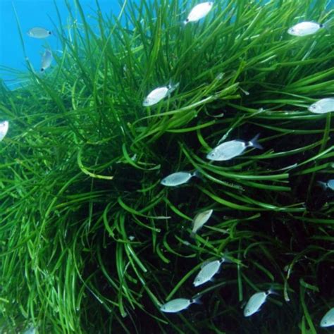 La Importancia De La Posidonia Oce Nica En La Biodiversidad De Menorca