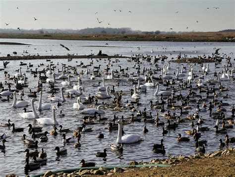 Feeding Time At The Mere David Dixon Cc By Sa Geograph Britain