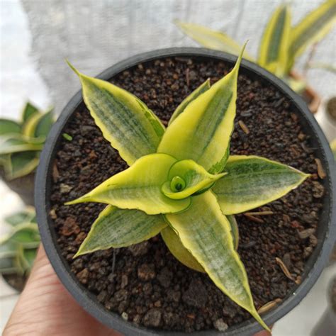 Sansevieria Cordova Variegata Aroid Nursery