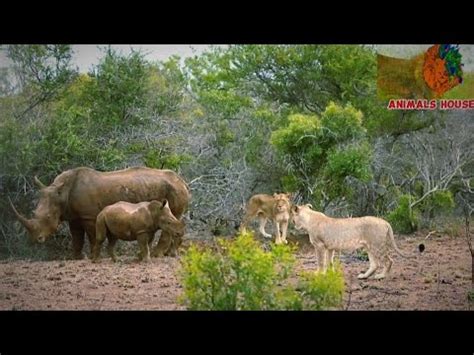 Lions Hunt Rhino Calf Lions Rhino Video YouTube