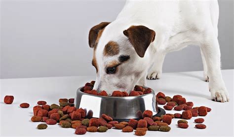 How Healthy Natural Dog Food Really Is? A Critical Look – Top Dog Tips