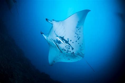 Scuba Diving In Bora Bora Tahiti Excursions