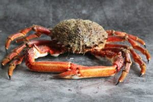 Whole Male Spider Crab Order Online Next Day Delivery