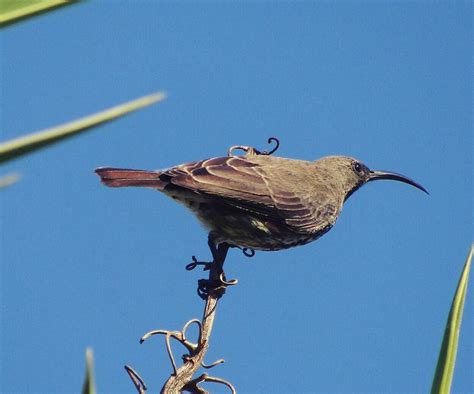 Sunbirdsundaya Female Amethyst Sunbird Pauses Sunbirdsunday Sunbird