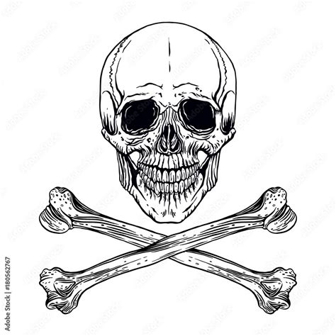 Human Skull And Crossbones Stock Vector Adobe Stock