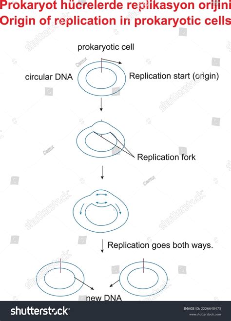 Origin Replication Prokaryotic Cells Stock Vector (Royalty Free) 2226648473 | Shutterstock