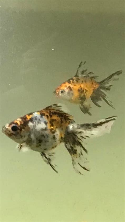 Calico pairing- my fav babes : r/Goldfish