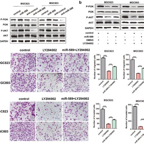 Mir Involves In Pi K Akt Pathway In Gc A Western Blot Experiments